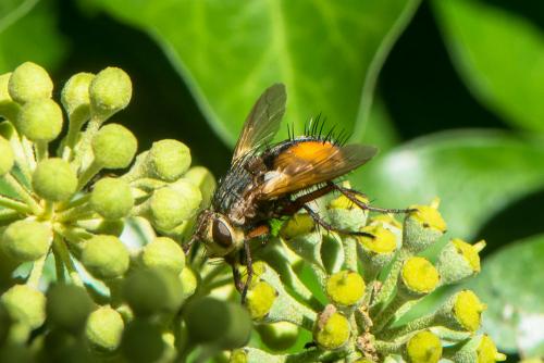 Réf. 215 742 : Tachina magnicornis